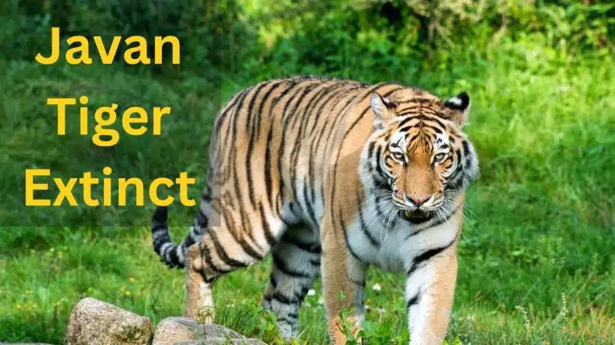 Javan Tiger Extinct