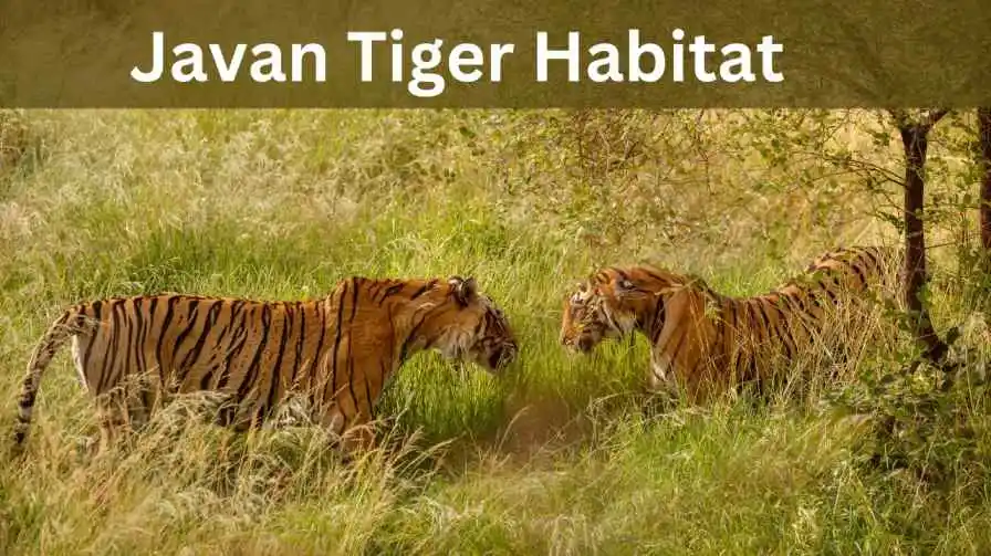 Javan Tiger Habitat