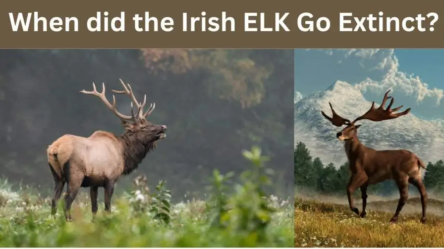 When did the Irish ELK Go Extinct