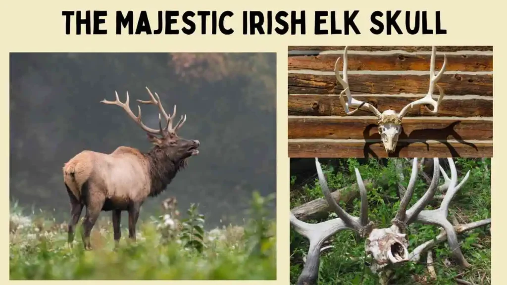  Irish Elk Skull