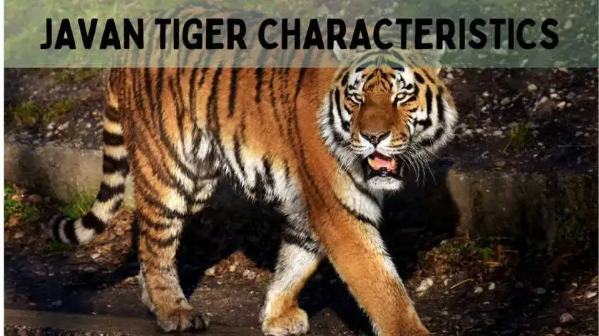 Javan Tiger Characteristics