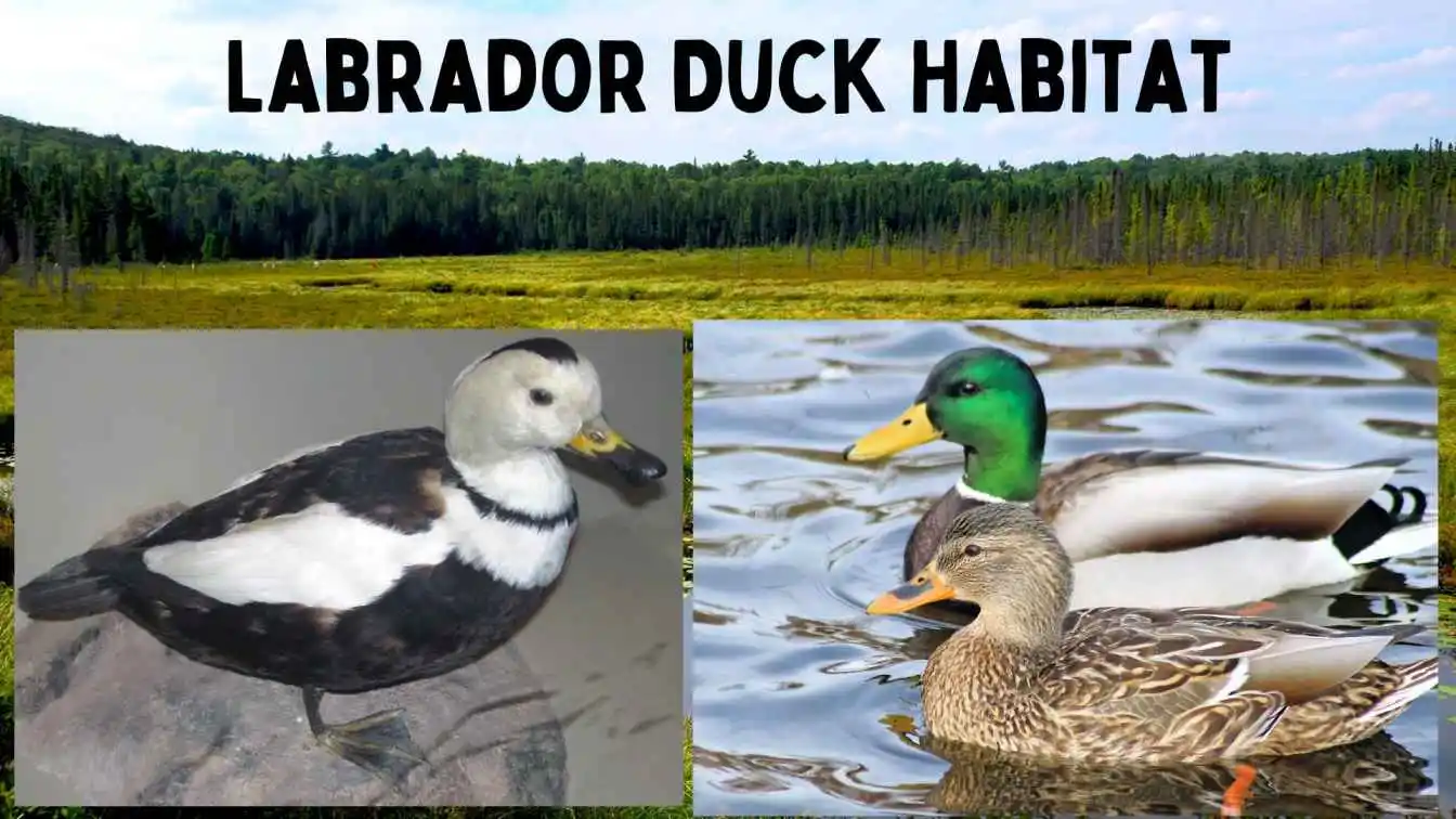 Labrador Duck Habitat