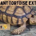 Pinta Giant Tortoise Extinction