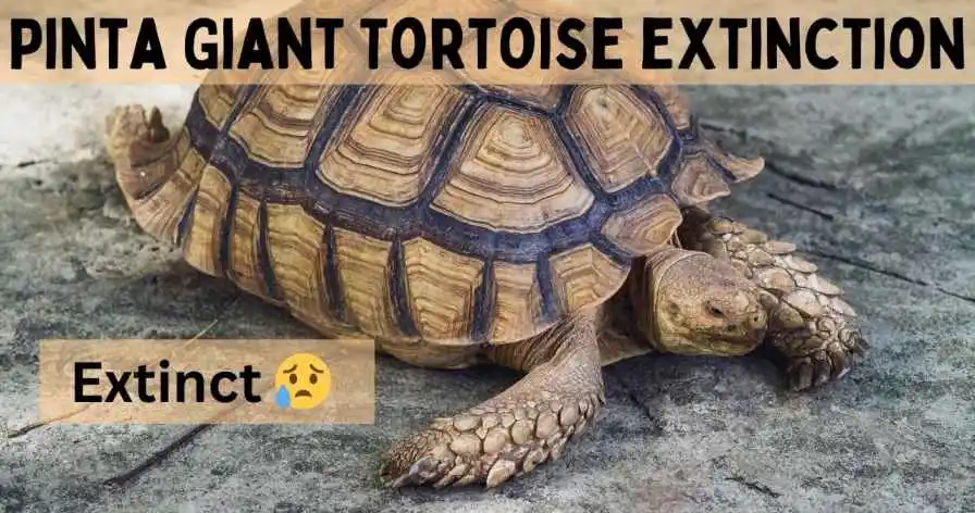 Pinta Giant Tortoise Extinction