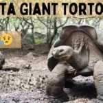 Pinta Giant Tortoise