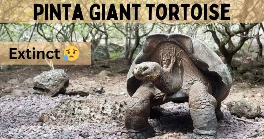 Pinta Giant Tortoise