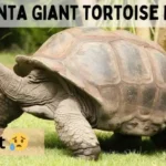 Is The Pinta Giant Tortoise Extinct?