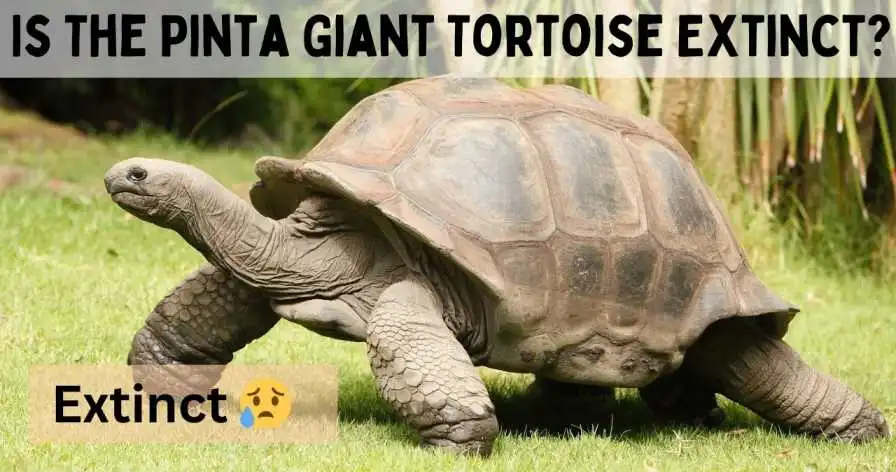 Is The Pinta Giant Tortoise Extinct?