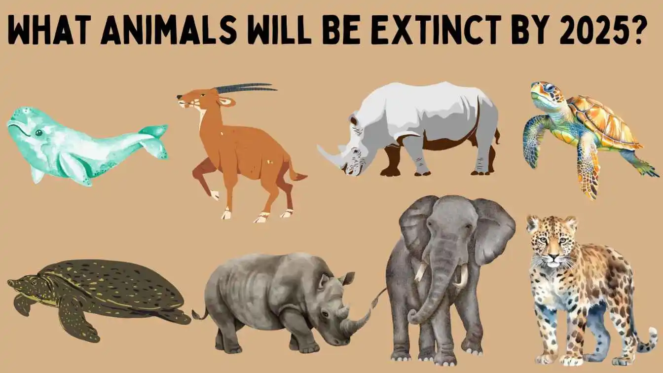 What Animals Will Be Extinct By 2025?