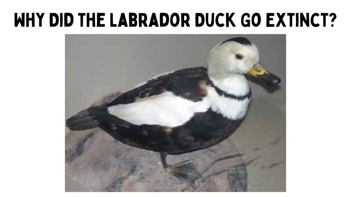 Why Did the Labrador Duck Go Extinct?