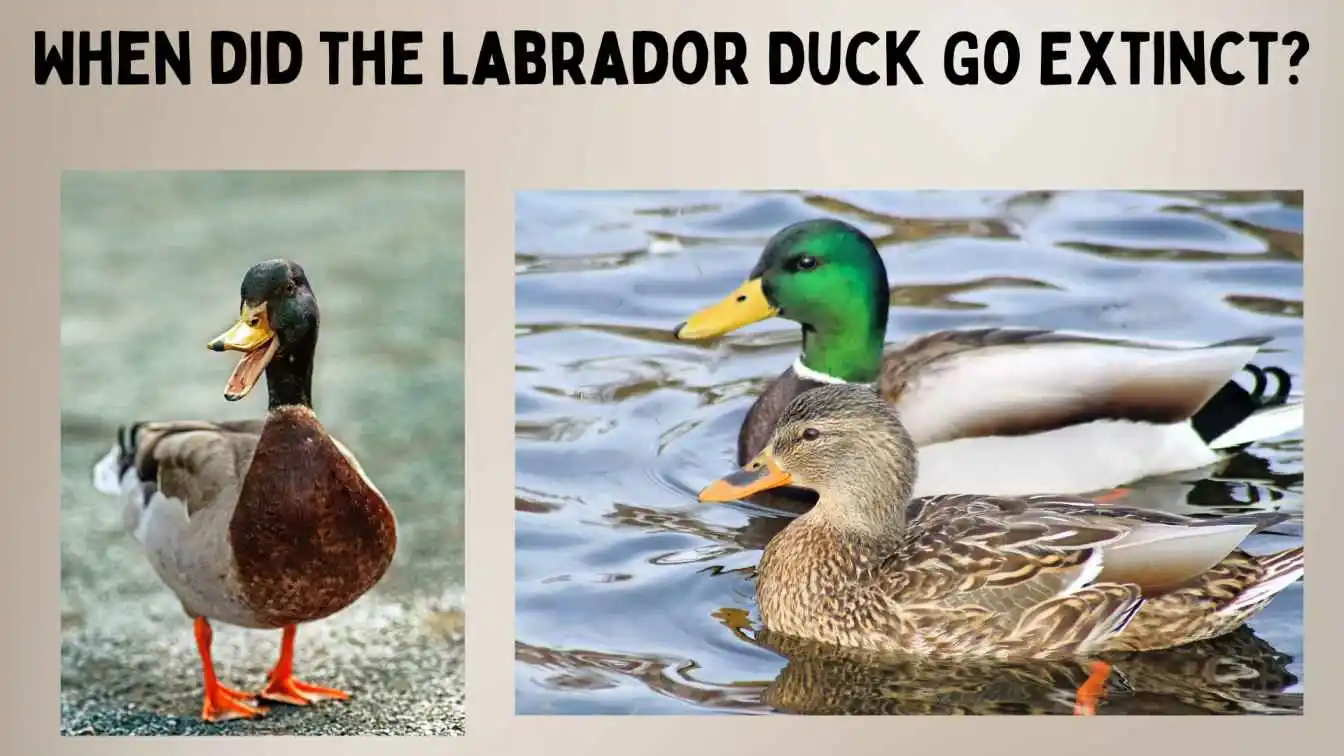 When did the Labrador Duck Go Extinct