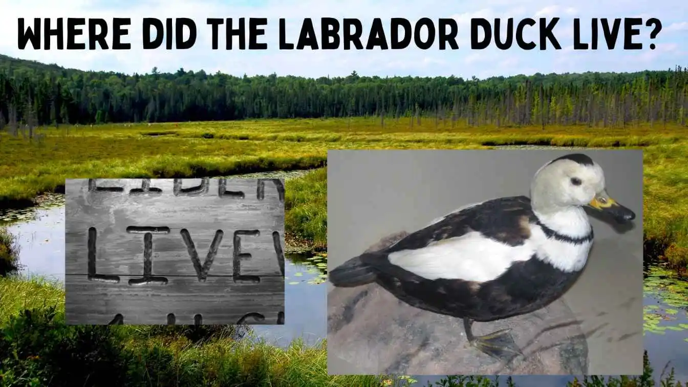 Where did the Labrador Duck Live