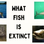 What Fish is Extinct