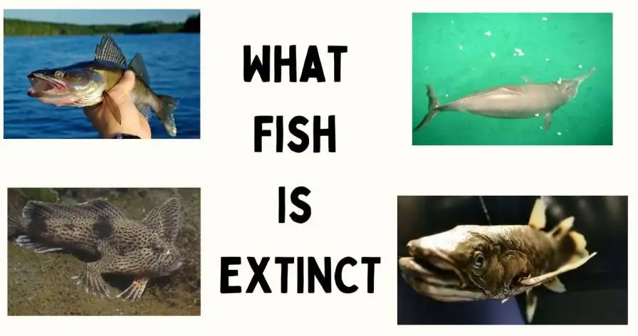 What Fish is Extinct