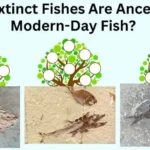 Which Extinct Fishes Are Ancestors of Modern-Day Fish?