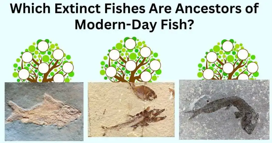 Which Extinct Fishes Are Ancestors of Modern-Day Fish?